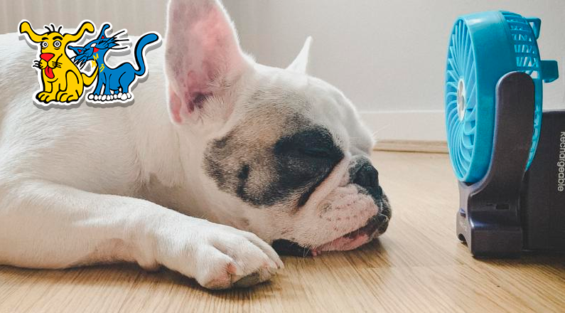 Tips para mantener fresco a tu perro este verano