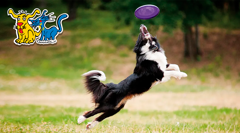 Llego el verano y tu perro se quiere divertir