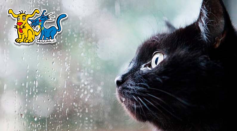 ¿Sabías que los gatos pueden predecir la lluvia?