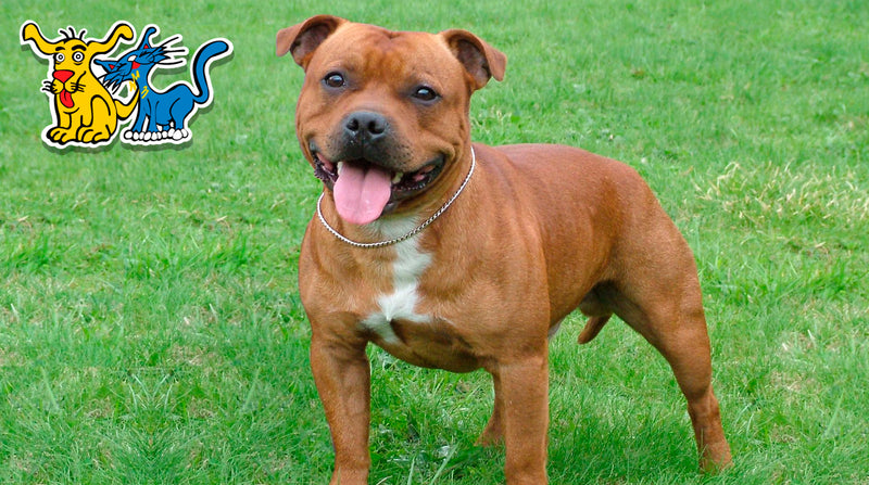 ¡Conoce más sobre el Staffordshire Bull Terrier!