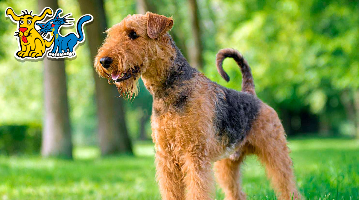 Descubriendo al Airedale Terrier: El "Rey de los Terriers"