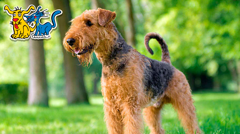 Descubriendo al Airedale Terrier: El "Rey de los Terriers"