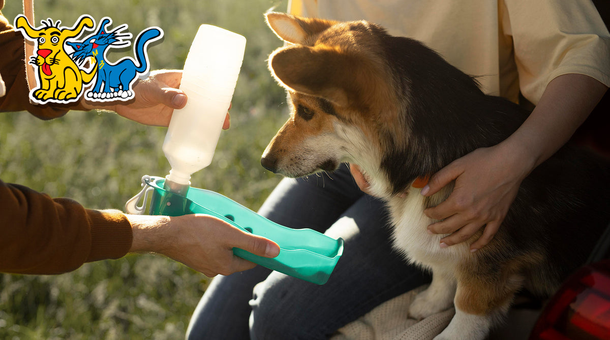 Tips de cuidados para tu mascota en temporada de calor