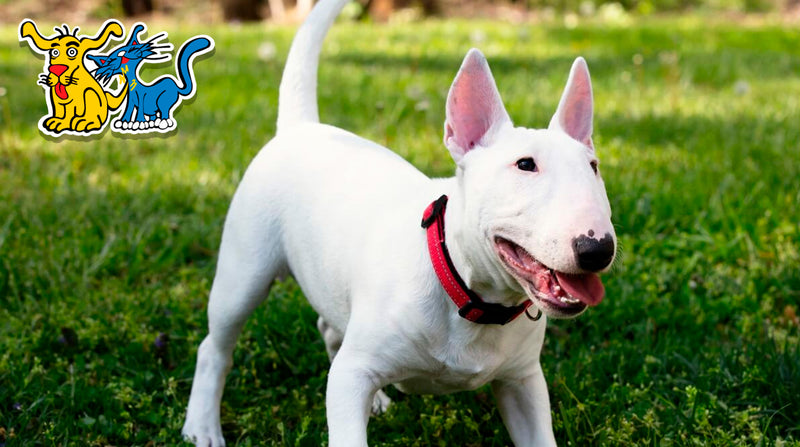 ¡Conoce más sobre el Bull Terrier!