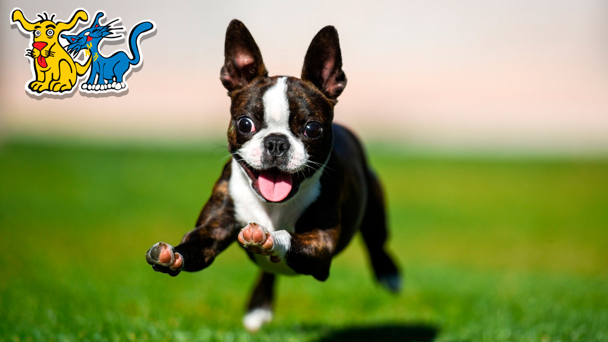 Razas de perro terrier mas populares