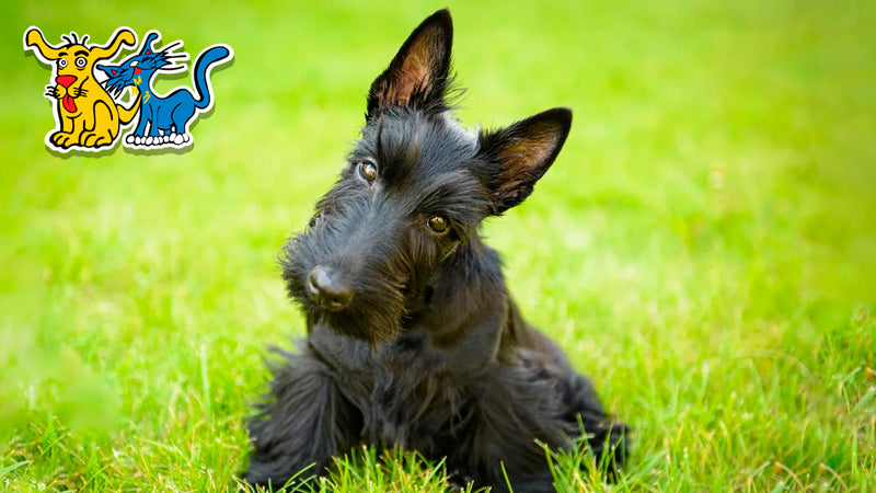 ¡Conoce más sobre los terriers escoceses!