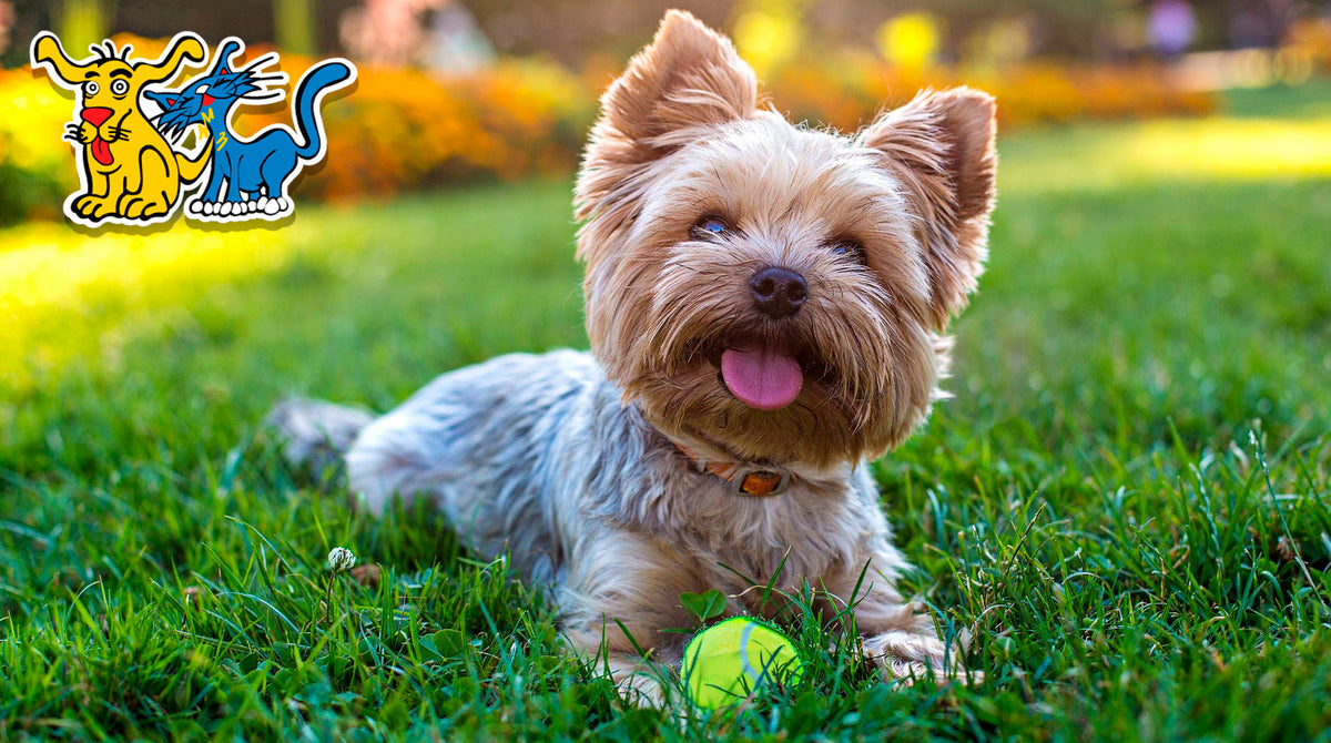 ¡Conoce más sobre el Yorkshire Terrier!