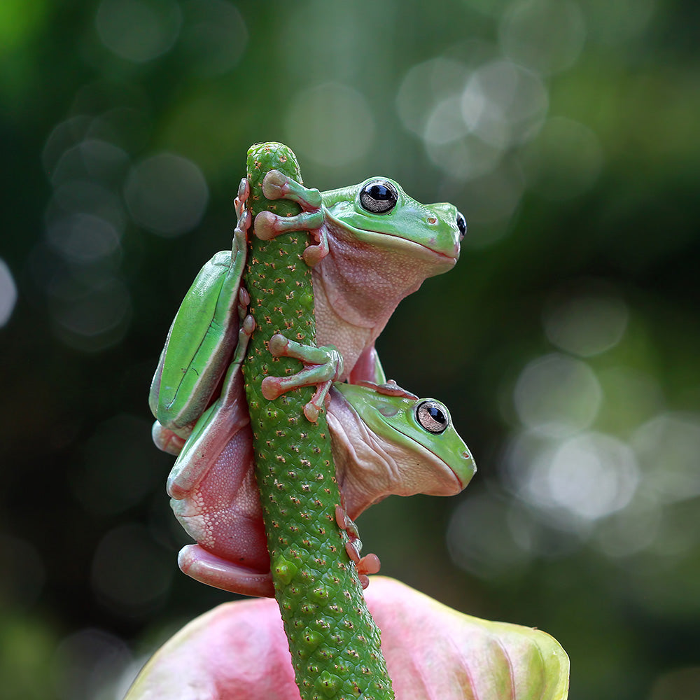 Reptiles